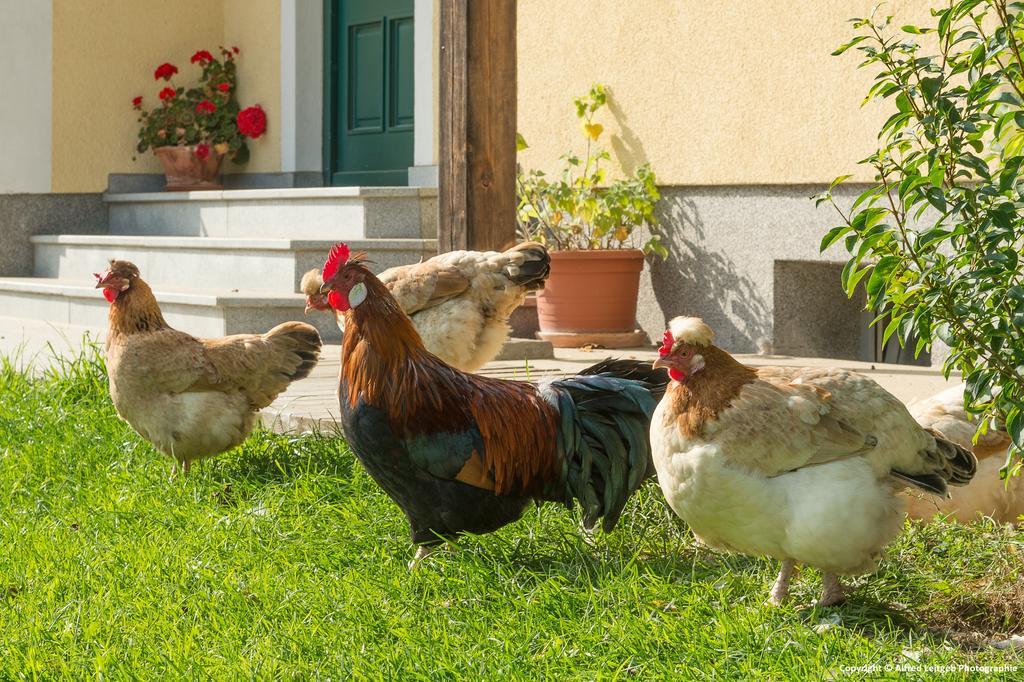 Farm stay Weslhof