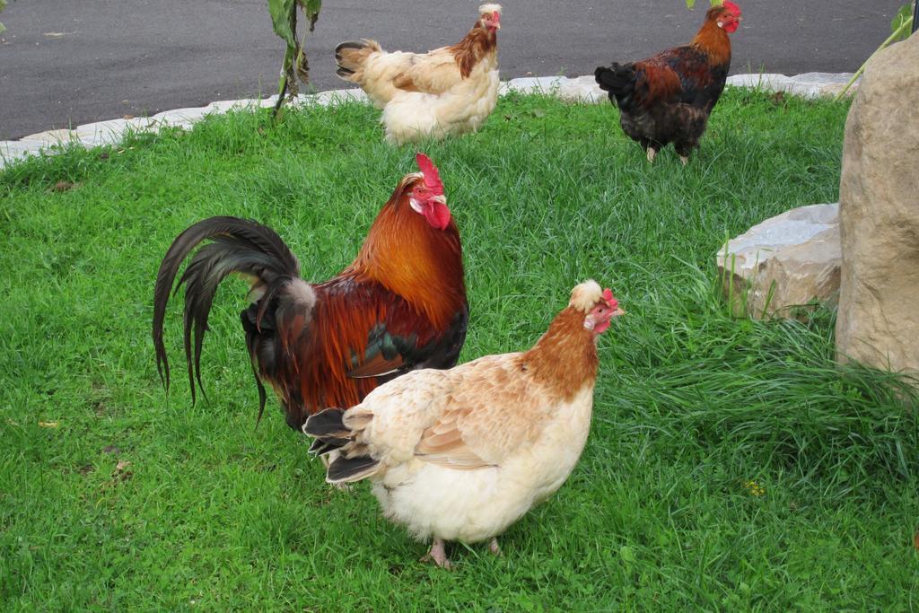 Farm stay Weslhof *
